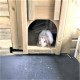 Bunnington Rabbit House